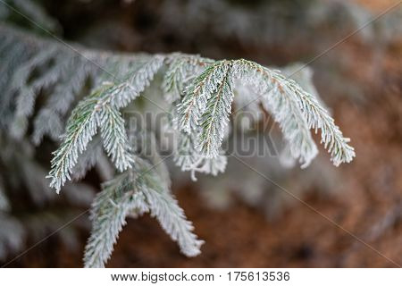 Frozen christmas tree branch covered with frost against brown defocused background. Frosty forest.