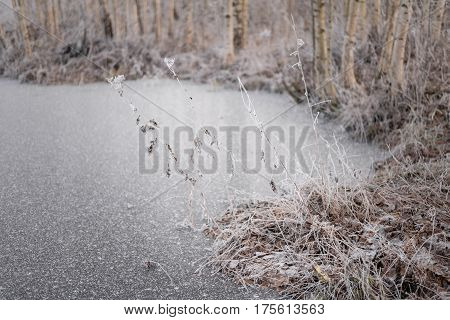 Frozen pond shore with birches and plants covered with hoarfrost.  Ice covered with snowflakes. Frozen weather.