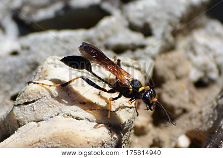 Wasp looking for water between rocks and sand