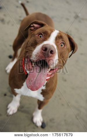 American Pit Bull Terrier dog standing on beach looking up with big smile