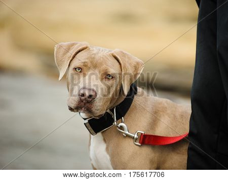 American Pit Bull Terrier puppy on leash by owners leg