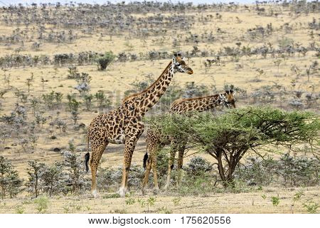 Two Masai giraffes graze in Ndutu in Tanzania