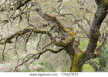 Oak Tree Covered with Fungi Lichen Algae. Almaden Quicksilver County Park, Santa Clara County, California, USA.