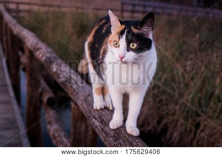 Massaciuccoli, Lucca, Tuscany, Italy - Nature Reserve Oasis Lipu