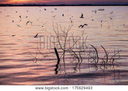 Massaciuccoli, Lucca, Tuscany, Italy - Nature Reserve Oasis Lipu