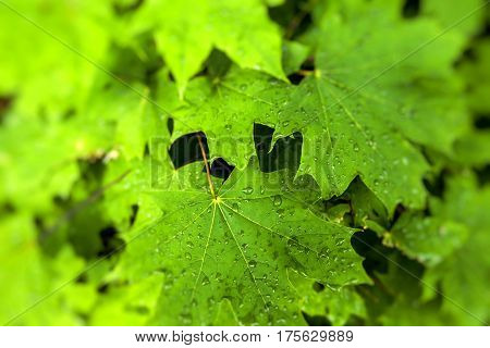 The branch of maple close up in park