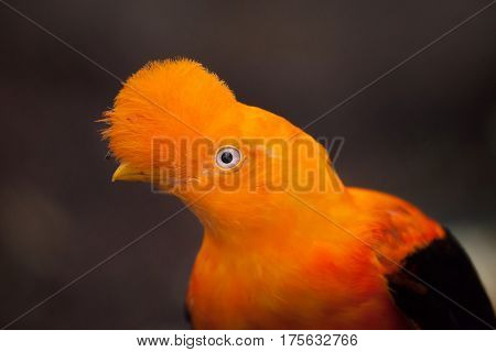 Andean cock-of-the-rock (Rupicola peruvianus), also known as tunki.