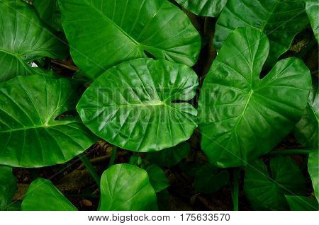 close up from Green leaf, Elephant Ear (Colocasia) plant.