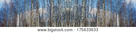 Wide landscape birch grove in the spring. Panorama of a snowy forest with white tree trunks of the birches. The European natural wilderness.