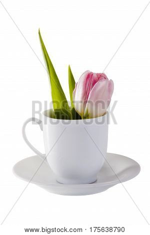 Red tulip in cup on white background