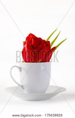 Red tulip in cup on white background