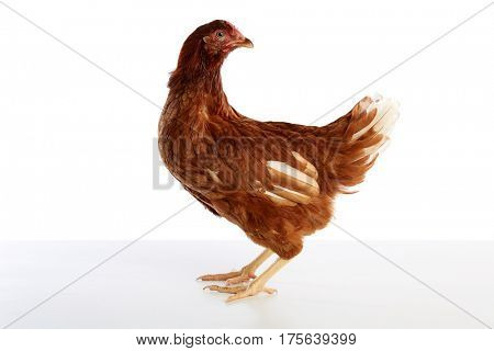 Brown hybrid hen  isolated on white background