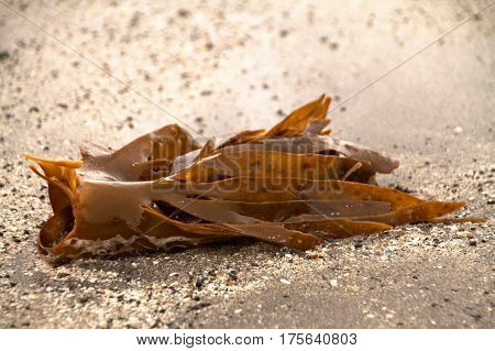 Seaweed on a beach in the Faroe Islands