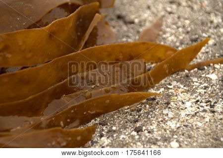 Seaweed on a beach in the Faroe Islands