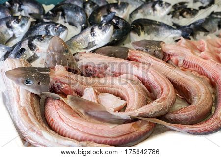 Mustelus or smooth-hounds genus of sharks in the family Triakidae in the box on the counter at the greek fish market. Horizontal.