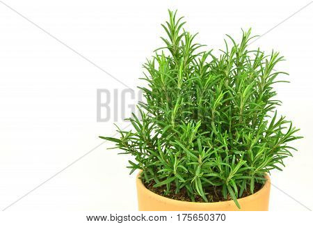 Rosemary Tree in Terracotta Pot on white background