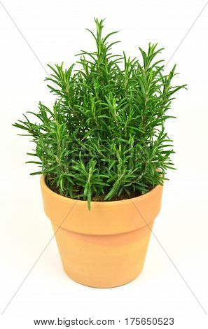 Rosemary Tree in Terracotta Pot on white background