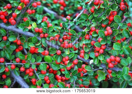 Cotoneaster Horizontalis Plant