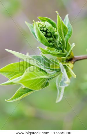 Baum-Zweig mit Knospe-Umgebung mit Bezug Hintergrund