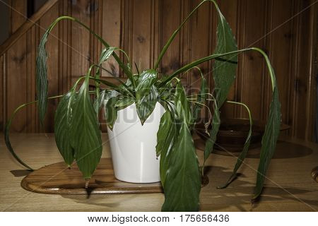 Dehydrated Peace Lily (Spathiphyllum) house plant with drooping flaccid leaves. Wilting and in need of water.