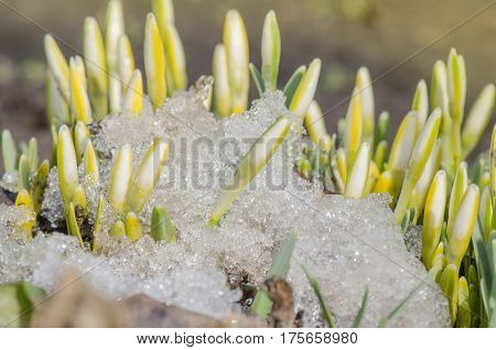 Revival of spring flower with bud. Awakening of nature. Snowdrops first flowers