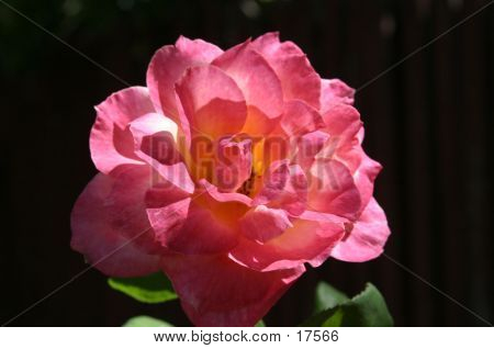 Beautifuy Rose