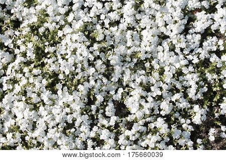 White phlox flowers (Phlox subulata) in the garden