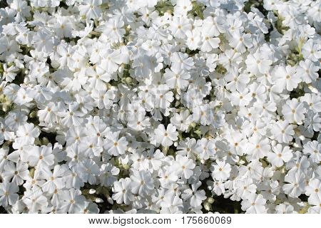 White phlox flowers (Phlox subulata) in the garden