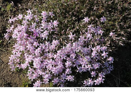 Pink phlox flowers (Phlox subulata) in the garden