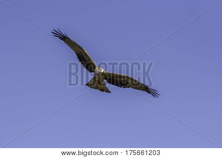 Adult male red kite (Milvus milvus) bird of prey in flight. Flying towards the camera with wings spread. Plain blue sky background providing copy space.
