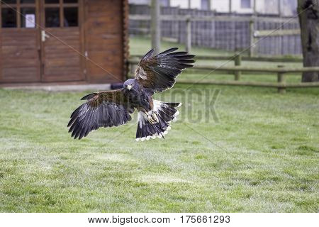 Harris's hawk (Parabuteo unicinctus) coming in to land and in flight above ground at bird of prey falconry display.