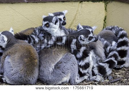 Huddle of ring-tailed lemurs keeping warm. A group of lemurs known as a conspiracy of lemurs preserving body heat in a tightly packed group.