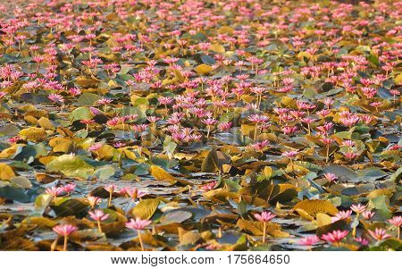 Water Lily in the lake / Nymphaea lotus Linn.