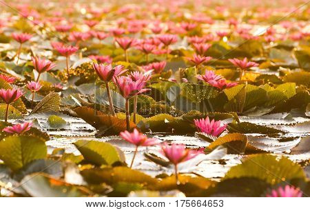 Water Lily in the lake / Nymphaea lotus Linn.