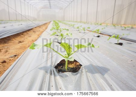 Agriculture. Inside view of a green house for planting organic vegetables