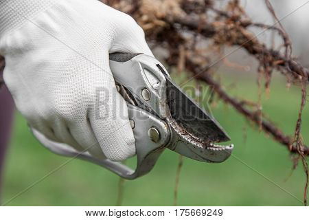 Pruning of root fruit trees before planting into soil gardener's hand in glove cuts the roots of seedlings pruning shears