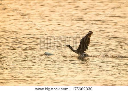 Cormorant Black cormorant with a fish