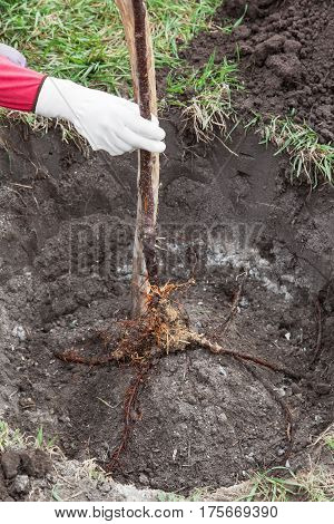 Planting fruit tree saplings in landing pit outdoors closeup gardener supports the seedling