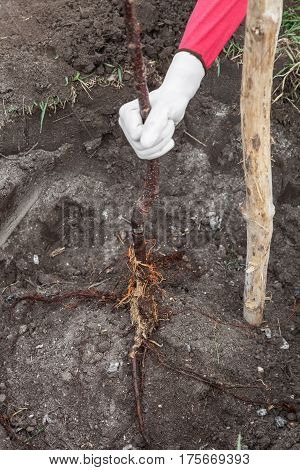 Planting fruit tree saplings in landing pit outdoors closeup gardener supports the seedling