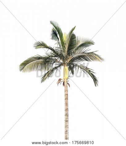 palm tree isolated on white background