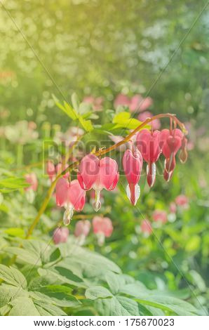 Bleeding heart flower or Dicentra spectabilis. Lyre flower love heart