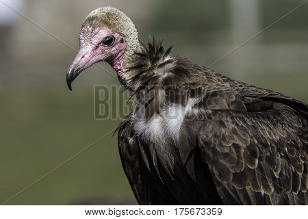 Hooded vulture looking solemn representing the critically endangered nature of its species. Poignant image of a creature at the point of extinction.