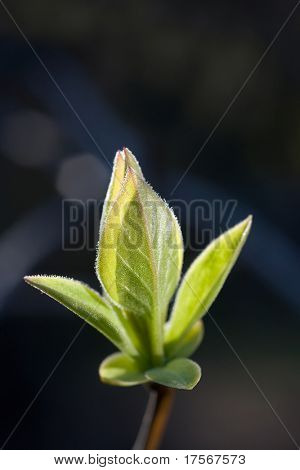 Baum-Zweig mit Knospe-Umgebung mit Bezug Hintergrund