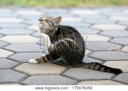 The domestic cat is a domesticated species of mammal in a row predatory felines