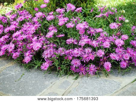 beautiful delosperma flowers