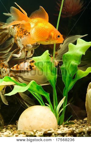 Tropical aquarium fish macro shot
