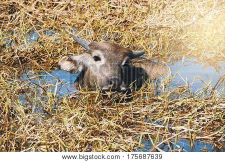 Buffalo resting in swamp mud near the lake.