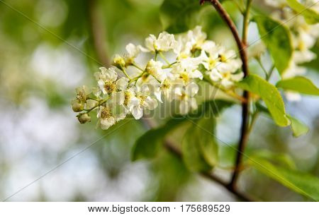 Flowers Of Prunus Padus Or European Bird Cherry