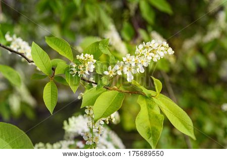 Flowers Of Prunus Padus Or European Bird Cherry