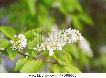 Flowers Of Prunus Padus Or European Bird Cherry
